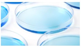 细胞培养耗材为什么需要 TC 表面处理